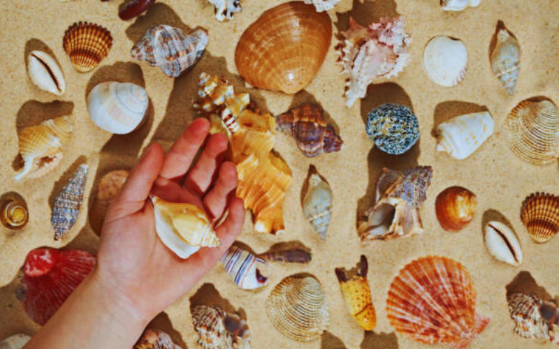 Beachcombing and Shell Collecting