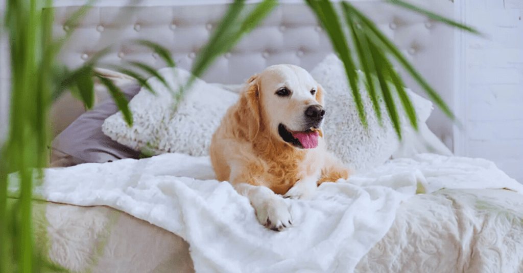 Accommodations and Services for Dog Owners