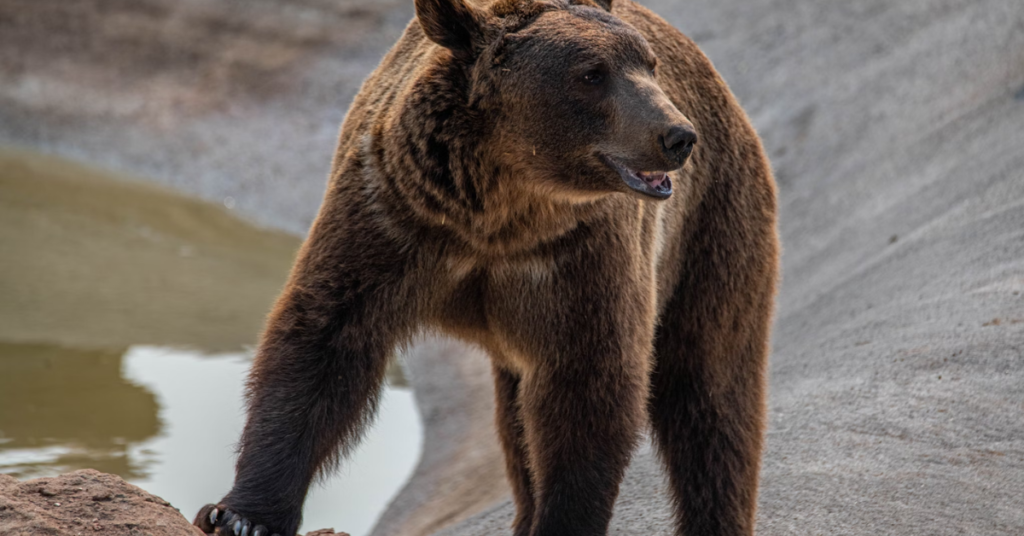 Whistler Bear Watching