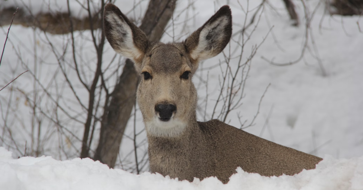 Whistler Wildlife Deer