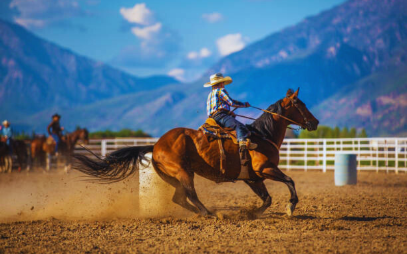 Festival Horse Shows