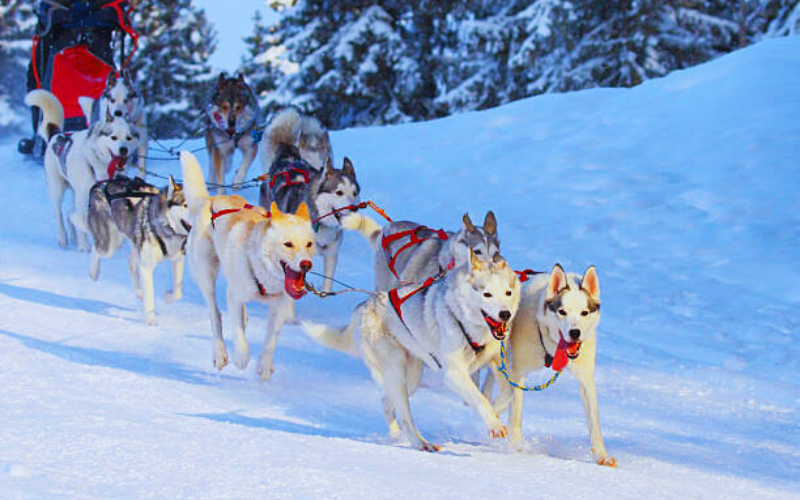 Festival Dog sledding and sleigh rides