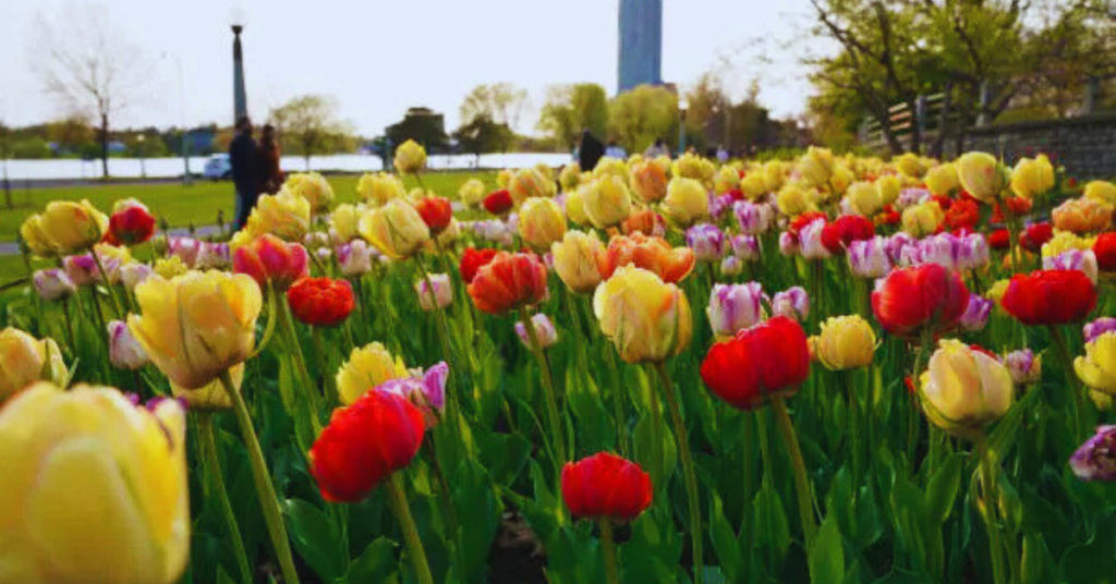 Festival The Commissioners Park Tulip Beds